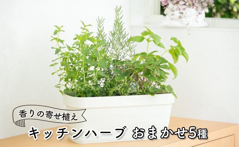 
キッチンハーブ5種 香りの寄せ植え
