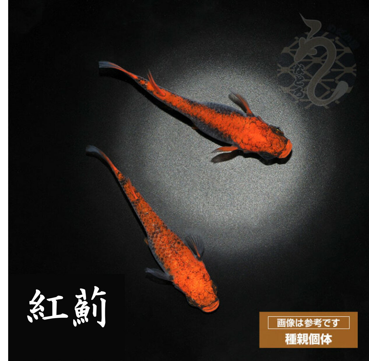 【ふるさと納税】0010-080 メダカ「紅薊」1ペア