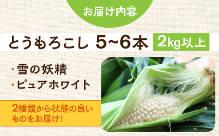 朝採り当日発送！ とうもろこし ホワイト系 5本～6本 (2kg以上) ホワイトコーン 雪の妖精 ピュアホワイト 冷蔵 糖度 フルーツ メロン より 甘い 田原市 トウモロコシ コーン おやつ スイー
