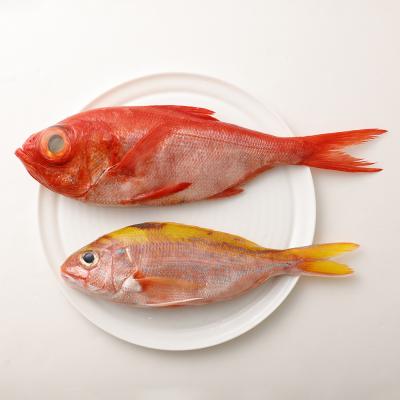 ふるさと納税 土佐清水市 おまかせ!季節の鮮魚 お楽しみセット(琥珀コース)食べ比べ 天然魚 魚介 海鮮【R01096】 |  | 02