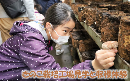 
No.168 高地の綺麗な水と空気で育まれた「きのこ栽培工場見学と収穫体験」 ／ 施設見学 しいたけ狩り 肉厚 キノコ 山口県
