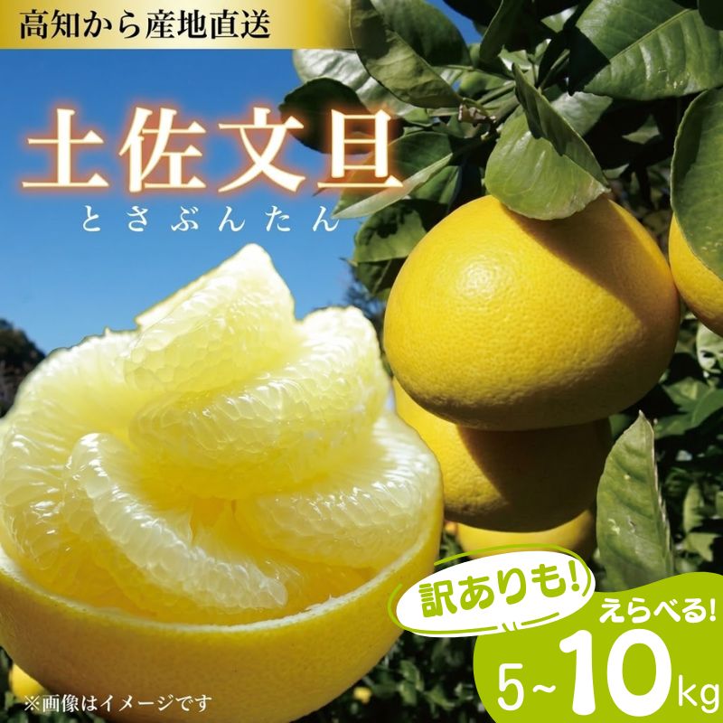 【ふるさと納税】 えらべる! 文旦 土佐文旦 2L~4Lサイズ 5~10kg ご家庭用 家庭用 訳あり サイズ混合 不揃い サイズ不選別 ぶんたん 植田農園 産地直送 高知 黒潮町 柑橘 国産 フルーツ くだもの 糖度11 12 ふるさと納税訳あり 家庭用文旦 自宅用 柑橘セット フルーツセット