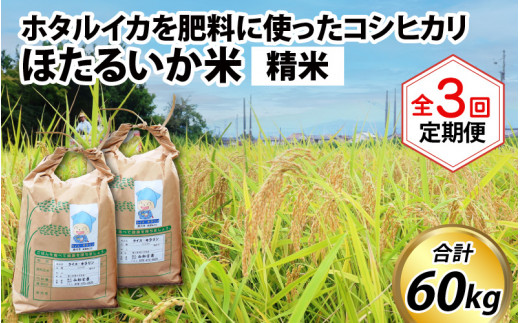 ほたるいか米（精米20kg）×3回 計60kg【3ヶ月定期便】