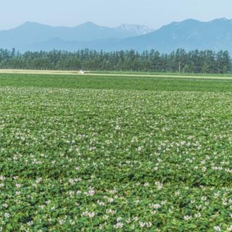 【2024年秋出荷（先行予約商品）】北海道十勝豊頃産 メークイン5㎏［遠藤農場株式会社］"北海道 十勝 豊頃町"