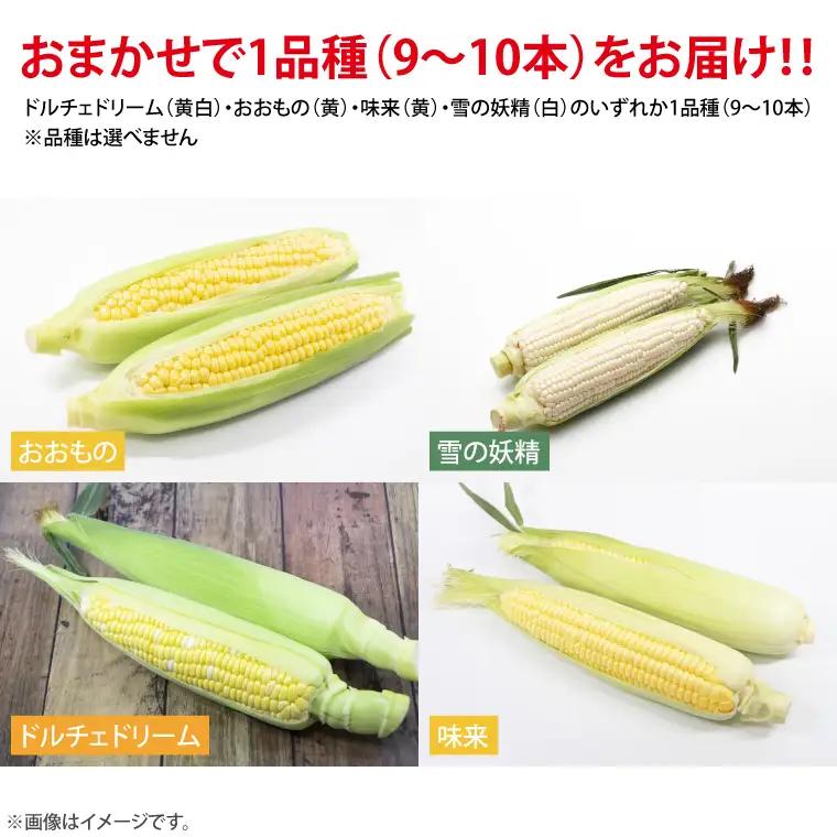 【数量限定】とうもろこし おまかせ1品種（9～10本） 茨城県 水戸市（IW-1）