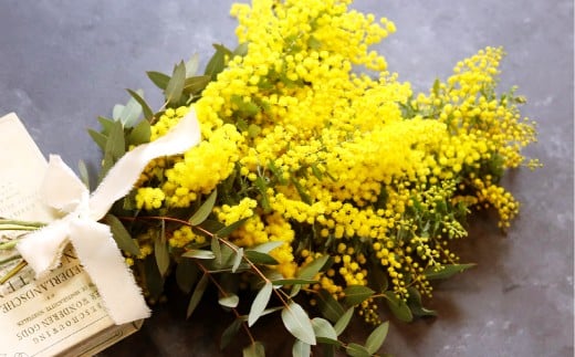【倉敷市栽培】春限定! ミモザとユーカリのスワッグ/生→ドライフラワー【2026年3月上旬～4月上旬発送予定】【ハンドメイド ミモザリース リース ドライフラワー ミモザ お花 花 岡山県 倉敷市 おすすめ 人気】