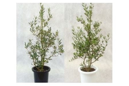 【観葉植物】オリーブの木 8号 観葉植物 オリーブ