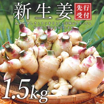 ふるさと納税 大月町 新生姜 1.5kg前後 しょうが 生姜 期間限定 旬野菜 薬味 穫れたて 産地直送 ジンジャー 新鮮