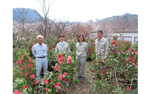 アガノユキツバキハンドクリーム　3本セット
