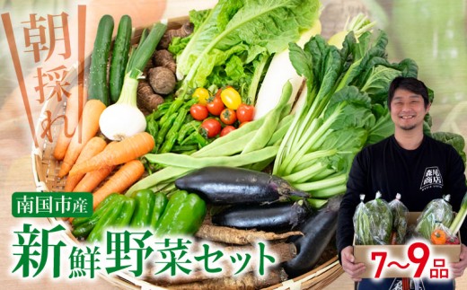 朝採れ新鮮！野菜セット(7～9品) | 野菜セット 新鮮 野菜 人気 季節の野菜 数量限定 おすすめ 森尾商店 高知県 南国市