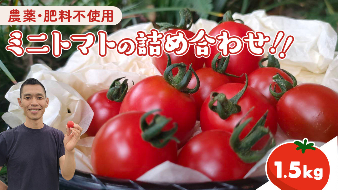 
                  今夏お届け！ 農薬 ・ 肥料 不使用 ミニトマト の 詰め合わせ 1.5kg オーガニック ミニ トマト 有機栽培 健康 自然 肥料不使用 炭素循環農法 
                