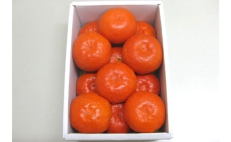 温室 小原紅 早生 みかん 約1.2kg 化粧箱 果物類 柑橘類 フルーツ ミカン 