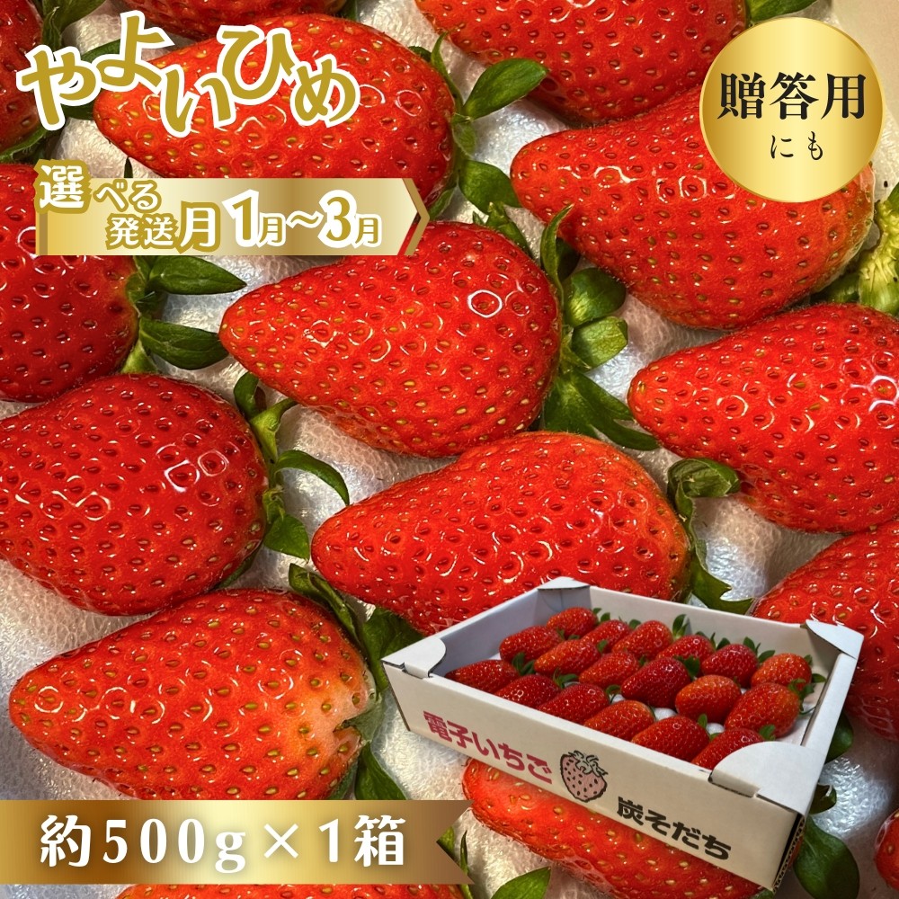 
             やよいひめ 贈答用 いちご 電子いちご イチゴ 鈴木いちご園 酒々井町 炭そだち やよい姫 約 500g × １箱 ギフト 完熟いちご 完熟イチゴ 
          