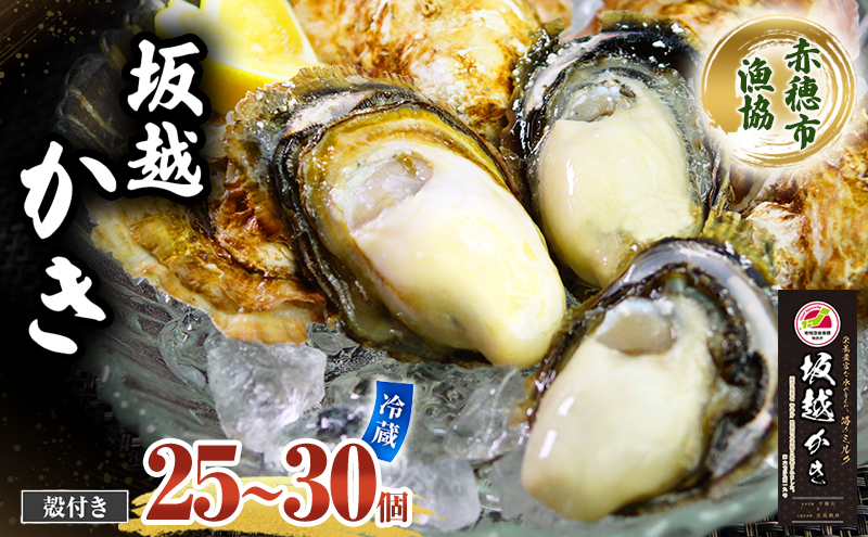 牡蠣 坂越かき 殻付き (25個～30個)2.5kg 牡蠣ナイフ付き 冬牡蠣 かき カキ 魚貝類／生牡蠣／かき シーフード