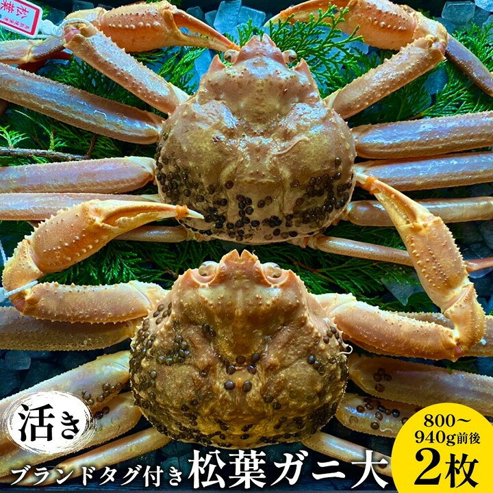 【ふるさと納税】松葉ガニ 活き ブランドタグ付き 大 800～940g前後 2枚 ※2026年11月上旬～2027年3月上旬頃に順次発送予定 | 松葉ガニ 松葉蟹 蟹 かに カニ味噌 みそ ズワイガニ 鳥取県 北栄町 おすすめ 人気 送料無料