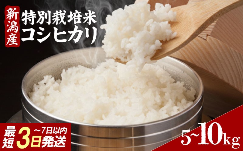 
                  【寄附額改定】 こしひかり 精米 5kg 10kg 新潟県産 有機肥料 単発 コシヒカリ 白米 米 お米 こめ コメ ライス ご飯 ごはん ふっくら つやつや おいしい 美味しい 贈り物 単一原料米 国産 仕送り お取り寄せ 令和7年産 新発田 新潟県産 新潟 特別栽培米 特栽米 5割 以下 減農 こだわり 環境 2025年産 送料無料 R7 数量 限定 新発田 新潟米 tnc001P
                
