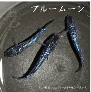 メダカ「ブルームーン」1ペア