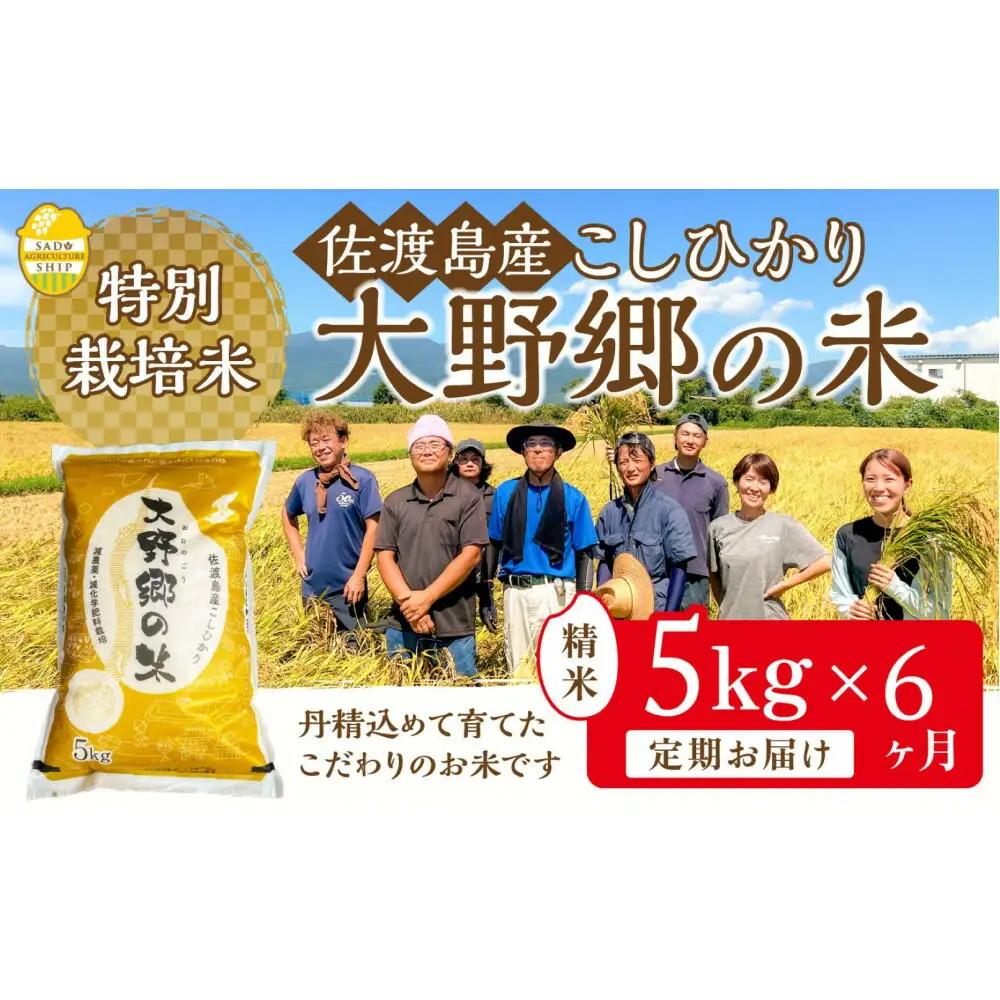 【定期便 6回 】コシヒカリ 精米 5kg 計30キロ | 新潟県 佐渡市 コシヒカリ