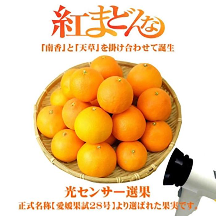 【先行予約】【2025年11月下旬頃順次発送】紅まどんな 約3kg（8~15玉）4L〜Lサイズ 紅まどんな 愛媛 みかん 紅マドンナ 紅まどんな 蜜柑 柑橘 果物 松山市の紅まどんな 贈答 愛媛のみか
