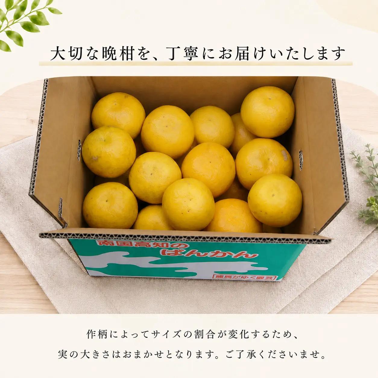 龍馬がゆく園芸の河内晩柑4.5kg（訳あり）