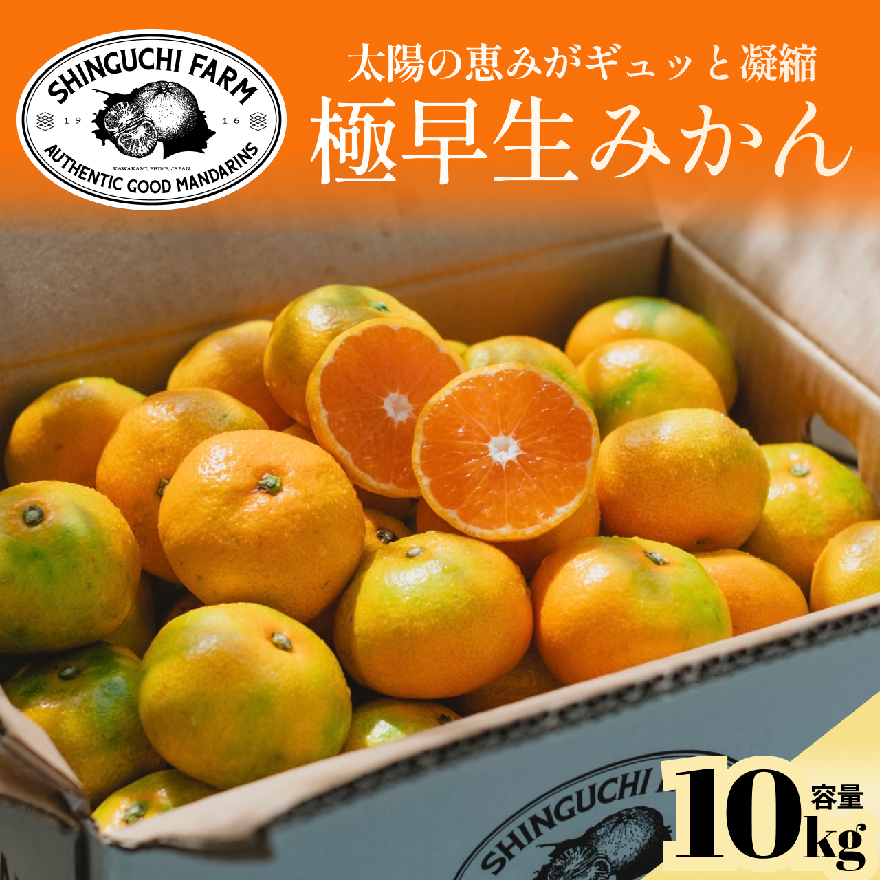 【小玉サイズ限定】五代目が厳選した極早生みかん10kg【愛媛県川上産】【C70-89】【1669133】 YWTK088