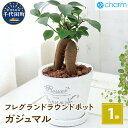 【ふるさと納税】観葉植物 ガジュマル フレグランドラウンドポットXS植え（1鉢） インテリア ナチュラル 自然 幸福をよぶ 室内栽培 プレゼント 送料無料 趣味 人気 オススメ 初心者 玄関 リビング キッチン 受皿付 セラミス 北海道冬季発送不可 株式会社チャーム