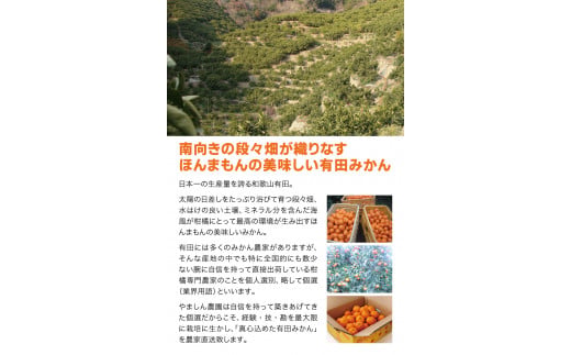 ちっちゃな有田みかん こつぶみかん 約10kg （3S～Sサイズ混合）※2026年11月～2027年1月に順次発送予定（お届け日指定不可） 先行予約 みかん 有田みかん 温州みかん ミカン 小粒 柑橘