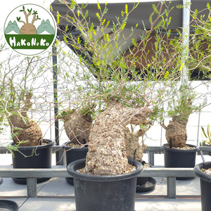 オペルクリカリア・パキプス「塊根植物の王様」(発根管理済) Z5｜観葉植物 コーデックス 盆栽 鉢植え インテリア ハコネコ [0591]