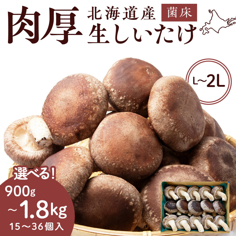 【ふるさと納税】菌床 生しいたけ 選べる900g～1.8kg 大きい 肉厚 シイタケ 椎茸 生椎茸 生シイタケ 千歳 北海道 《 あしだファーム 》椎茸 しいたけ きのこ キノコ 茸 野菜 北海道ふるさと納税 ふるさと納税 北海道 千歳市 【北海道千歳市】ギフト ふるさと納税