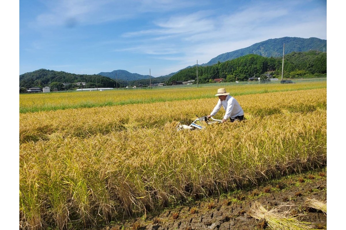 2025年産 京丹後産稲作発祥の地コシヒカリ特別栽培米 月の輪田米 精米5kg（天日干し）　WK00002