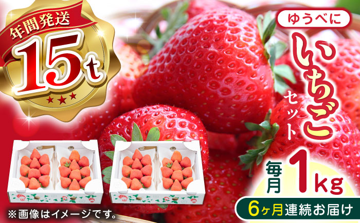 【先行予約】【全6回定期便】熊本県産 ゆうべに いちご セット 250g×4P 農園直送 産地直送 山都町産【なかはた農園】[YBI048]