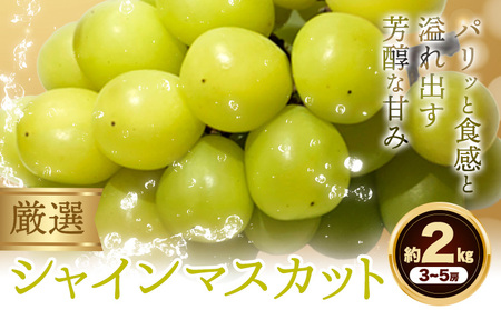 シャイン マスカット 約 2 kg  《9月中旬-11月中旬出荷予定(土日祝除く)》期間限定 フルーツ 果物 ブドウ ぶどう 甘い 濃厚