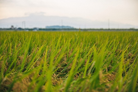 【新米】コシヒカリ 5kg 新米 愛媛県西条市産【令和7年産】