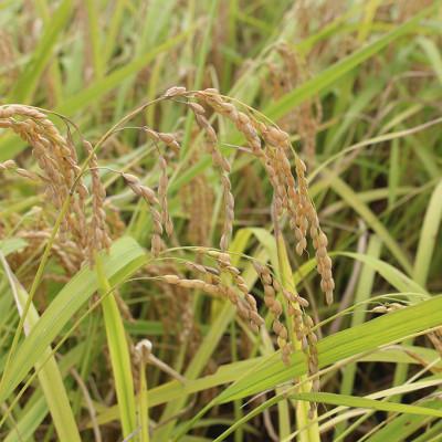 ふるさと納税 庄原市 【毎月定期便】特別栽培米「糸原家のお米」高野町産コシヒカリ5キロ(玄米)全12回 |  | 01