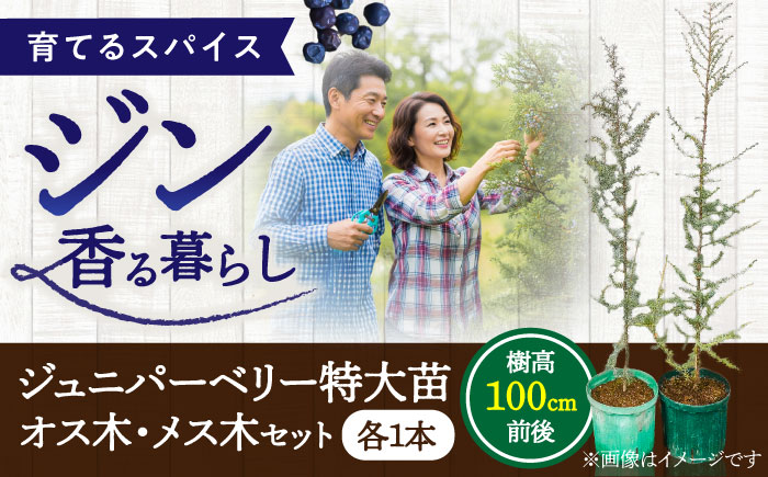 ジュニパーベリー特大苗(西洋ネズ)オス木・メス木セット Juniperus communis 樹高100から120cm前後 口径18cm スリット鉢植え【Herb＆Rose】 [BHCQ001]