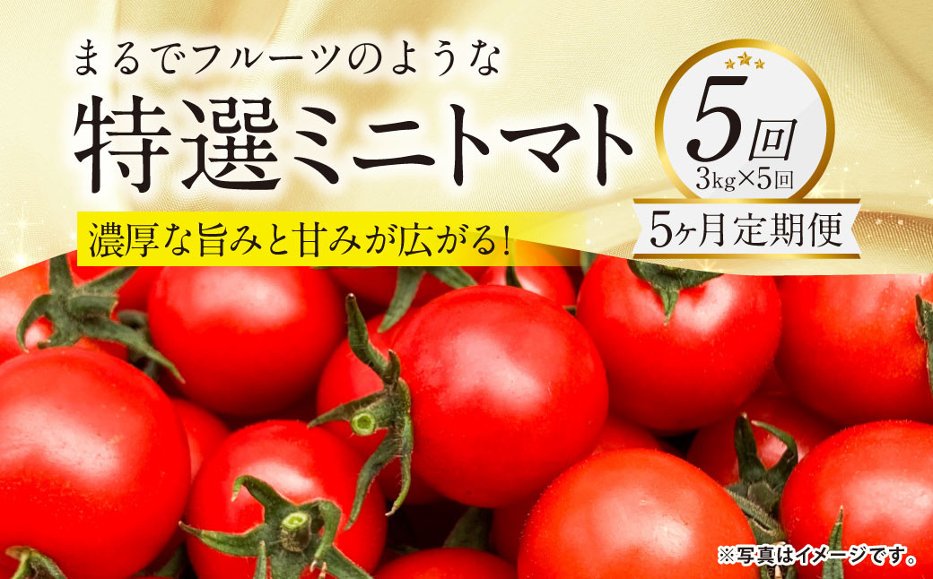 
            【5か月連続定期便】『まるでフルーツのような特選ミニトマト』 約3kg×5回 合計約15kg  特別な定期便 熊本県産 【2026年1月上旬発送開始】 野菜 やさい トマト とまと ミニトマト
          