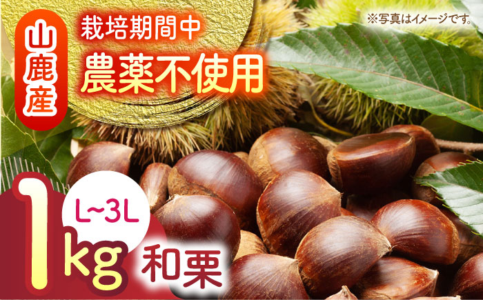 
                  【先行予約】和栗 約1kg L～3L 熊本 山鹿 わぐり くり 栗 【すみれファーム】[ZEP057]
                