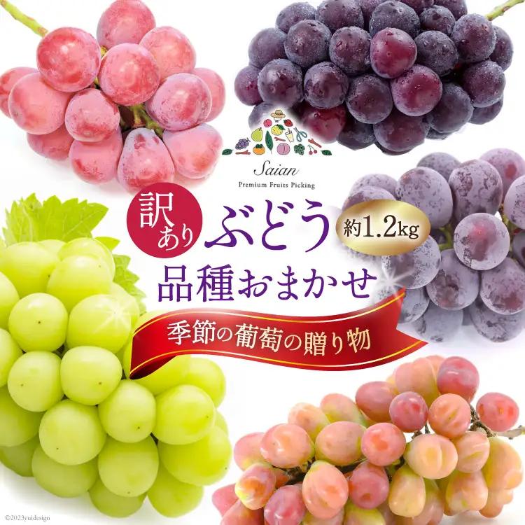 【2026年発送】ぶどう 訳あり 約 1.2kg 食べ比べ 山梨 やまなし ブドウ 季節 葡萄 贈り物 品種 おまかせ フルーツ 果物 くだもの 山梨県産 期間限定 季節限定 冷蔵