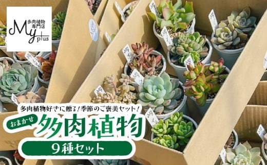 おまかせ多肉植物アソート【9種】　KN169-002-03