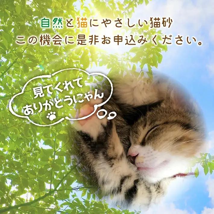 森の猫砂 庄内の天然木材100％ 5L×4袋 合計20L ねこ 猫 ネコ トイレ 天然 木 木材 ペレット 消臭 保護猫 地域密着型 添加物不使用 国産 間伐材 黒松 木質バイオマス モルモット フェ