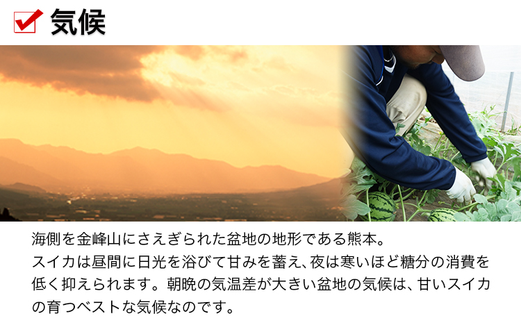 【先行予約】【日付指定不可】『きよたファーム』の黄色すいか1玉 《2026年5月上旬-7月中旬頃出荷》熊本県玉名郡玉東町『きよたファーム』すいか フルーツ 果物 熊本県産 黄色