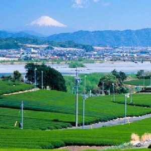 『沼津ブランド認定の静岡茶』 富士の山×2、沼津城×2、熟うま×4 静岡