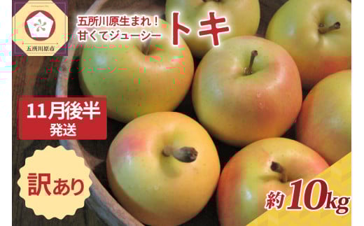 【2025年11月後半発送】訳あり トキ 約10kg