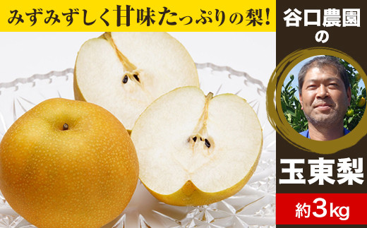 『谷口農園』の玉東梨 約3kg 《8月中旬-10月上旬頃出荷》 【日付指定・品種指定不可】 熊本県 玉名郡 玉東町 梨 ナシ フルーツ 果物 送料無料 豊水 秋麗 あきづき 新高 甘太