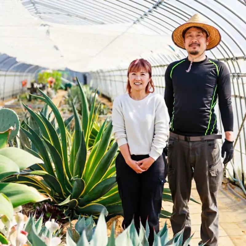 多肉植物 アガベ オロエンシス 園芸 ガーデニング 多肉植物