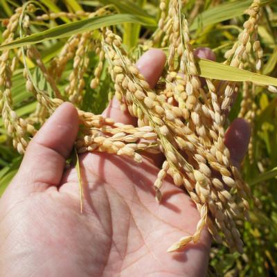 ふるさと納税 松江市 【毎月定期便】島根県産「とんばら門コシヒカリ(美味しまね認証・飯南町)」5kg(松江市)全3回 |  | 02