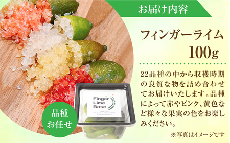 先行予約 フィンガーライムアソート 果実 100g 詰め合せ 品種お任せ フィンガーライム FINGER LIME JAPAN公認 キャビアライム フルーツキャビア 森のキャビア 柑橘 愛知県 田原市