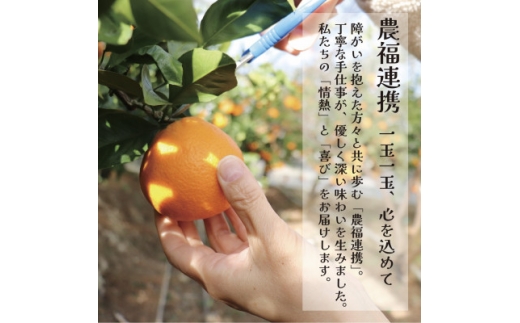 栽培期間中農薬・化学肥料不使用!ストレートみかんジュース600ml×15本　情熱カンパニー【1737105】