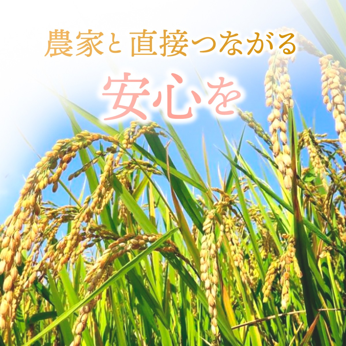こしひかり コシヒカリ ふくまる にじのきらめき ごはん ご飯 ライス  お米 米 こめ コメ 白米 精米 10kg 30kg