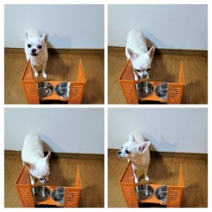 ペット食器台　Ｌ（大）フードボール　シルバー　3皿　犬　猫　ペット用品　4色展開　
